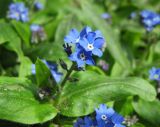 род Myosotis