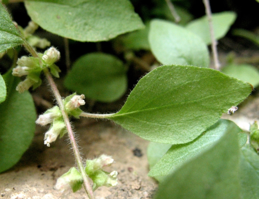 Image of Parietaria elliptica specimen.