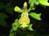 Salvia glutinosa. Цветок. Львовская обл., Бориславский горсовет, пгт Сходница, горный хвойный лес. 13.08.2012.