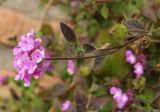 Lantana montevidensis. Верхушка побега с соцветием. Испания, автономное сообщество Андалусия, г. Малага, дворец Алькасаба. 17.02.2013.