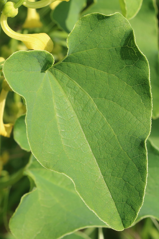 Изображение особи Aristolochia clematitis.