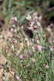 Silene brahuica. Верхушка растения с соцветиями. Южный Казахстан, горы Каракус. 16.05.2013.