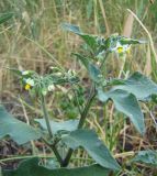 Solanum nigrum подвид schultesii. Цветущее растение. Краснодарский край, Кущёвский р-н, станица Шкуринская, пустырь. 11.07.2009.