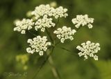 Chaerophyllum temulum