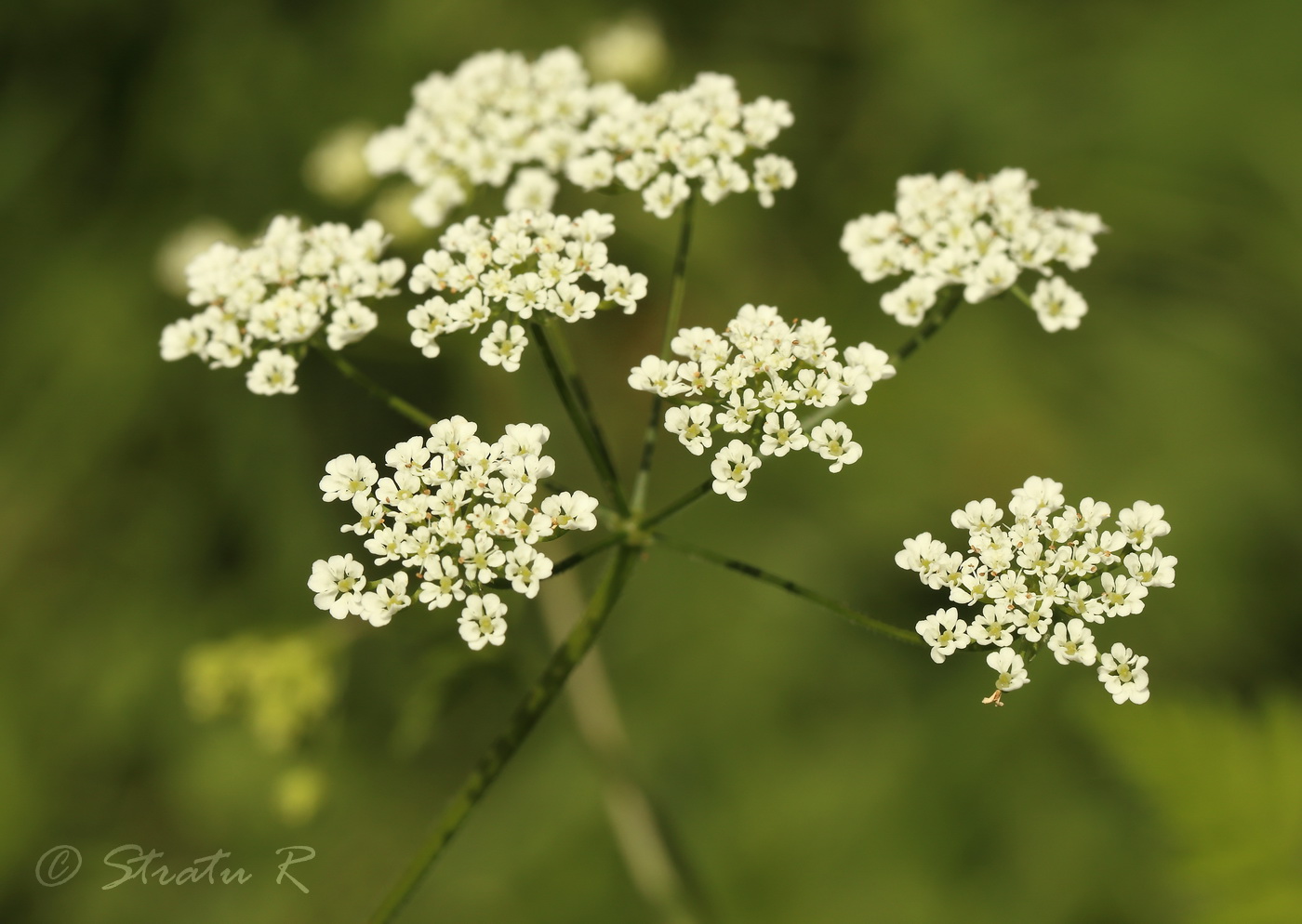 Image of Chaerophyllum temulum specimen.