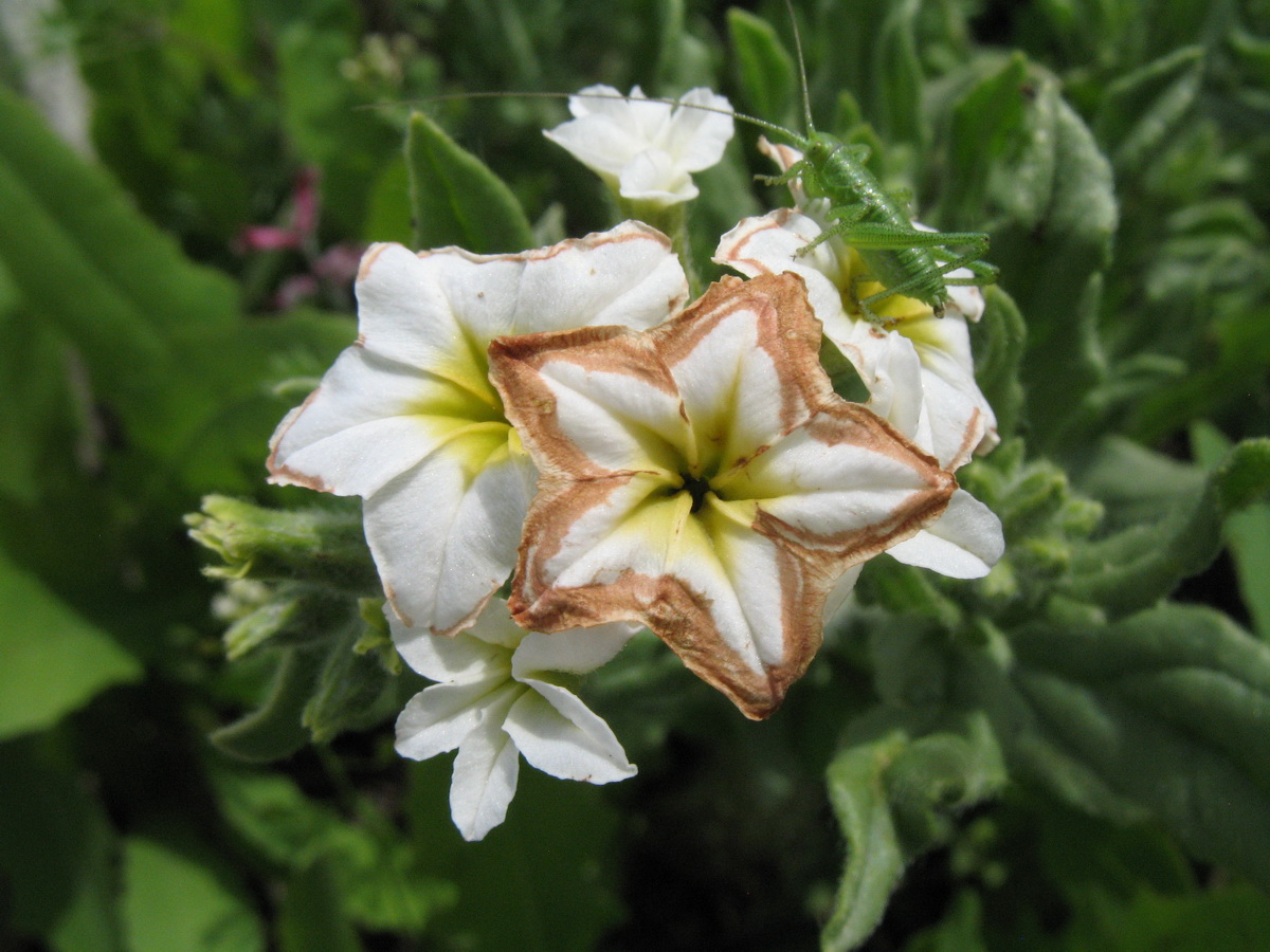 Изображение особи Argusia sibirica.