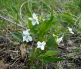 Viola accrescens. Цветущее растение. Новосибирская обл., Карасукский р-н, с. Благодатное, опушка колка. 27.05.2015.