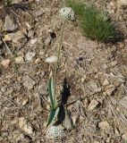 Allium tulipifolium