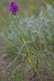 Anacamptis pyramidalis