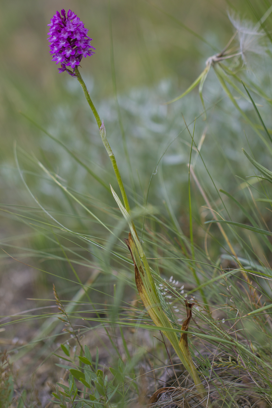 Изображение особи Anacamptis pyramidalis.