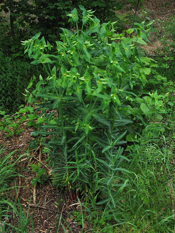 Изображение растения Euphorbia lathyris.