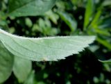 Mentha canadensis