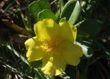 Hibbertia scandens. Цветок и верхушки листьев. Австралия, Квинсленд, о. Фрейзер, мыс Indian Head. 16.04.2009.