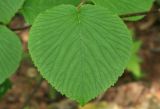 Viburnum furcatum