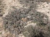 Echinops spinosissimus подвид spinosus. Отплодоносившее растение. Египет, окр. г. Сиди Абд Эль-Рахман, шлейф с дюны на солончаковую террасу. 07.03.2017.