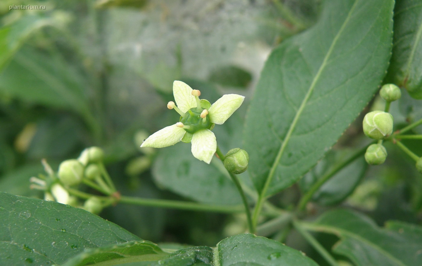 Изображение особи Euonymus europaeus.