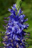 Veronica spicata