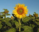 Helianthus annuus. Верхушки цветущих и плодоносящих растений. Украина, Луганская обл., Меловской р-н, окр. с. Стрельцовка, водораздельный участок со среднемощными чернозёмами, подстилаемыми мело-мергельными породами, в культуре. 16.08.2017.