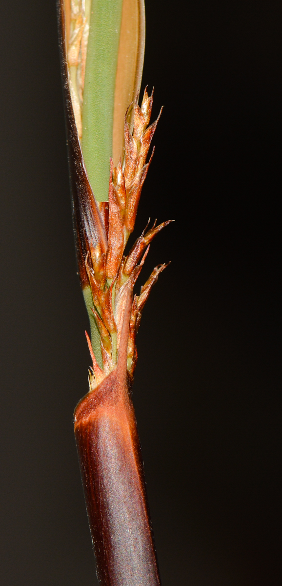 Image of Elegia tectorum specimen.