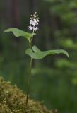 Maianthemum bifolium. Цветущее растение. Республика Алтай, Шебалинский р-н, окр. с. Камлак, правый борт долины р. Сема, надпойменная терраса, сосновый лес. 01.06.2017.