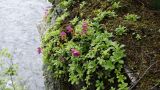 Rhododendron camtschaticum