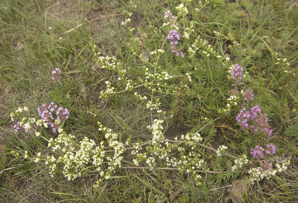 Изображение особи Galium mollugo.