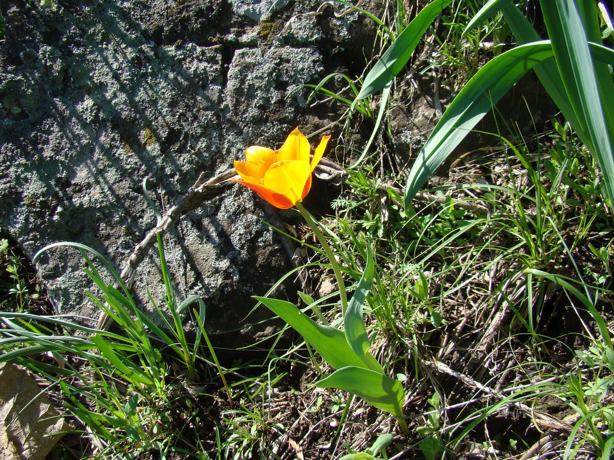 Изображение особи Tulipa zenaidae.