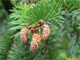 genus Picea. Верхушка побега. Украина, Львовская обл., Сколевский р-н, национальный природный парк \"Сколевские Бескиды\", окр. с. Каменка, опушка леса. 28.05.2018.