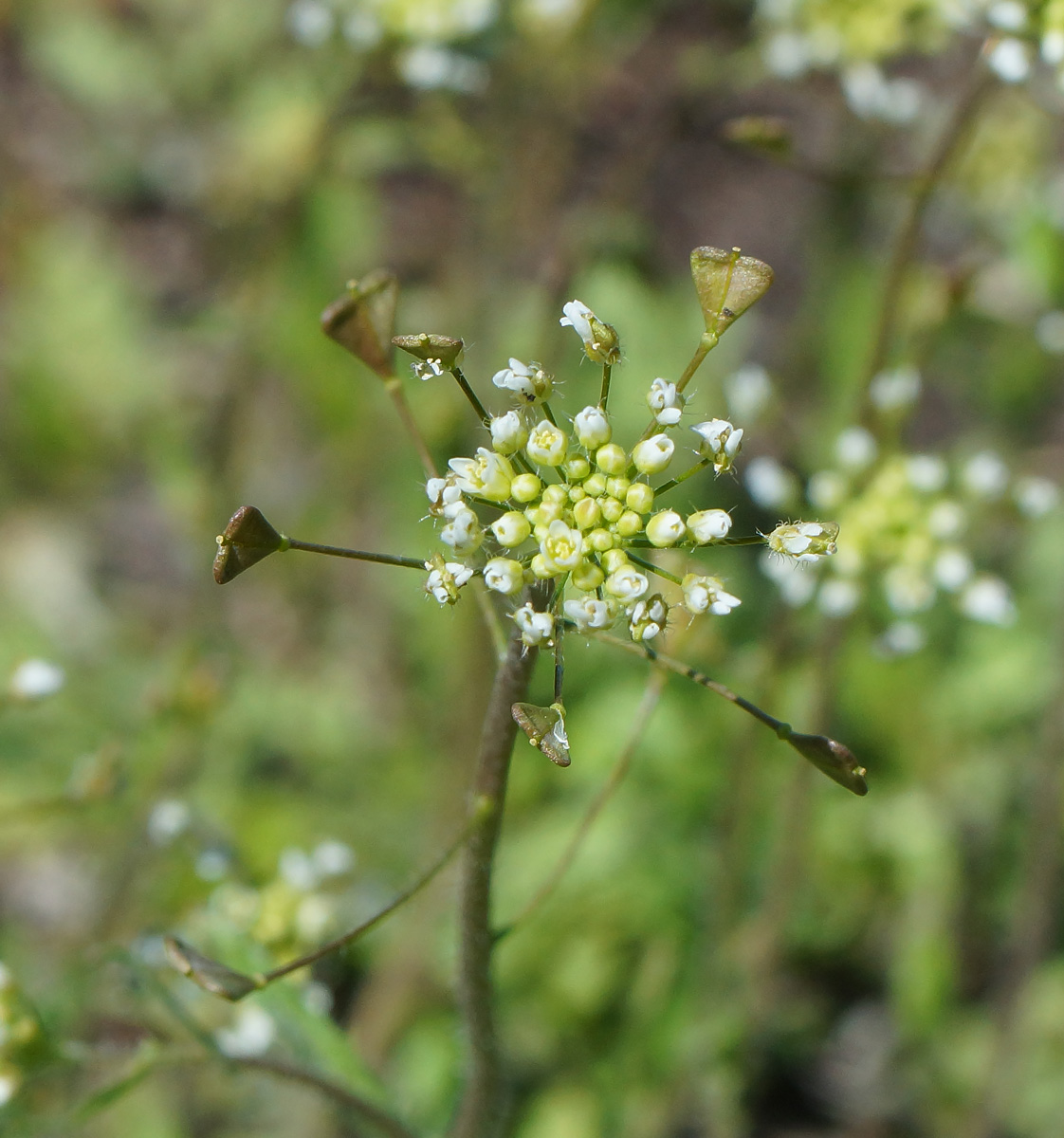 Изображение особи Capsella bursa-pastoris.