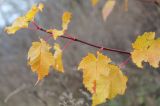 Acer tataricum