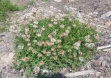 Trifolium repens. Цветущее растение. Тверская обл., г. Тверь, Заволжский р-н, окр. Вагоностроительного завода, пустырь. 09.06.2019.