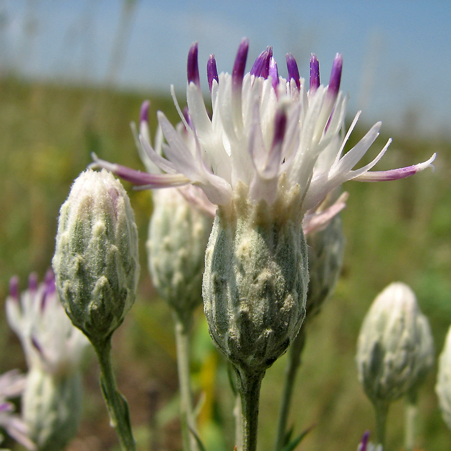 Изображение особи Jurinea stoechadifolia.