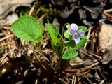 Viola sacchalinensis. Цветущее растение. Иркутская обл., Черемховский р-н, окр. пос. Узкий Луг, редкий смешанный лес. 26.05.2019.