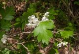 род Crataegus. Лист и цветки. Адыгея, Майкопский р-н, окр. пос. Хамышки, ≈ 740 м н.у.м., буково-пихтовый лес на берегу р. Киша. 30.04.2018.