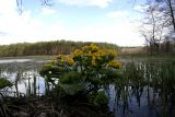 Caltha palustris