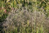 Gypsophila paniculata