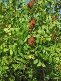 Rhus coriaria