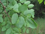 Robinia pseudoacacia