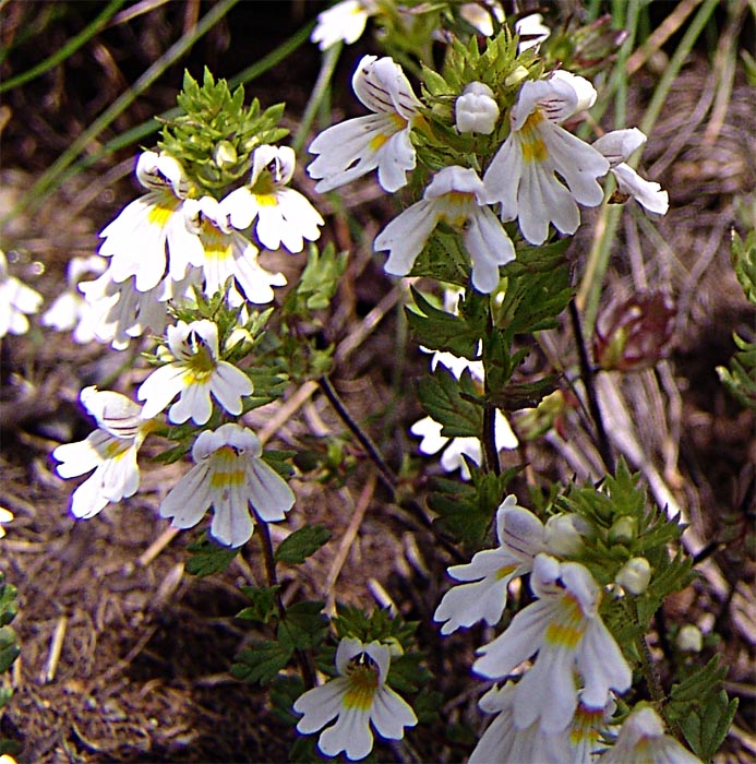 Image of Euphrasia petiolaris specimen.