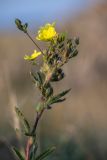 Potentilla recta. Верхушка цветущего растения. Крым, Караларский природный парк, окр. бухты Коровья, степь. 03.07.2021.