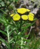 Tanacetum boreale. Верхушка растения с нераспустившимися соцветиями. Красноярский край, Ермаковский р-н, парк \"Ергаки\", окр. оз. Тушканчик, субальпийский луг на берегу озера. 24.07.2012.