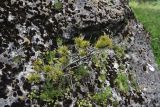 Pinus sylvestris подвид hamata. Угнетённое растение. Республика Ингушетия, Джейрахский р-н, ур. Меллер, высота 1650 м н.у.м., на камне. 19.06.2022.