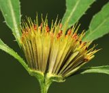 Bidens frondosa