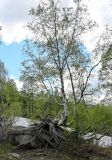 Betula tortuosa