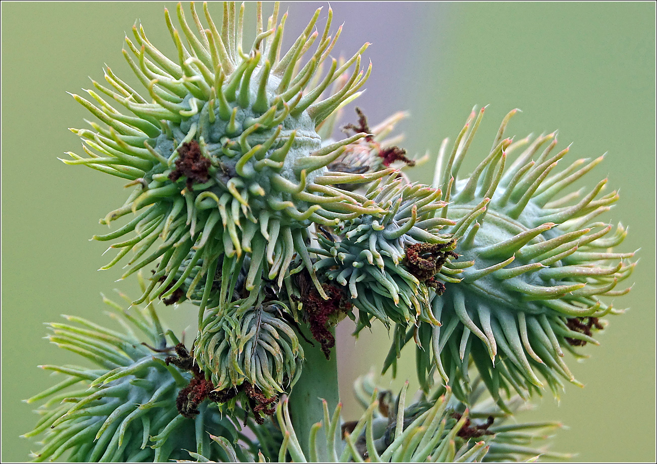 Изображение особи Ricinus communis.