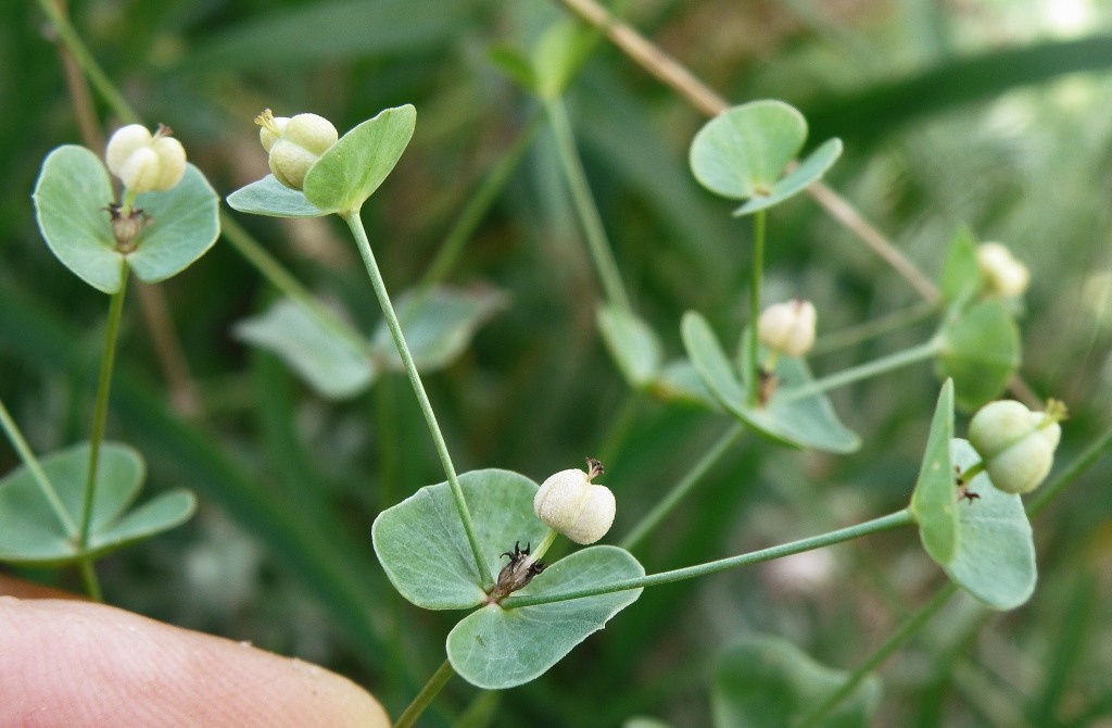 Изображение особи Euphorbia leptocaula.