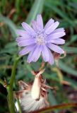 Lactuca tatarica. Соцветие и соплодие. Крым, между городами Саки и Евпатория, берег небольшого солёного водоёма между Симферопольским шоссе и берегом моря. 31.08.2011.