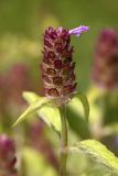 Prunella vulgaris