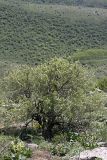 Pyrus regelii. Цветущее растение на горном склоне. Южный Казахстан, хр. Боролдайтау, гора Нурбай; 1000 м н.у.м. 23.04.2012.