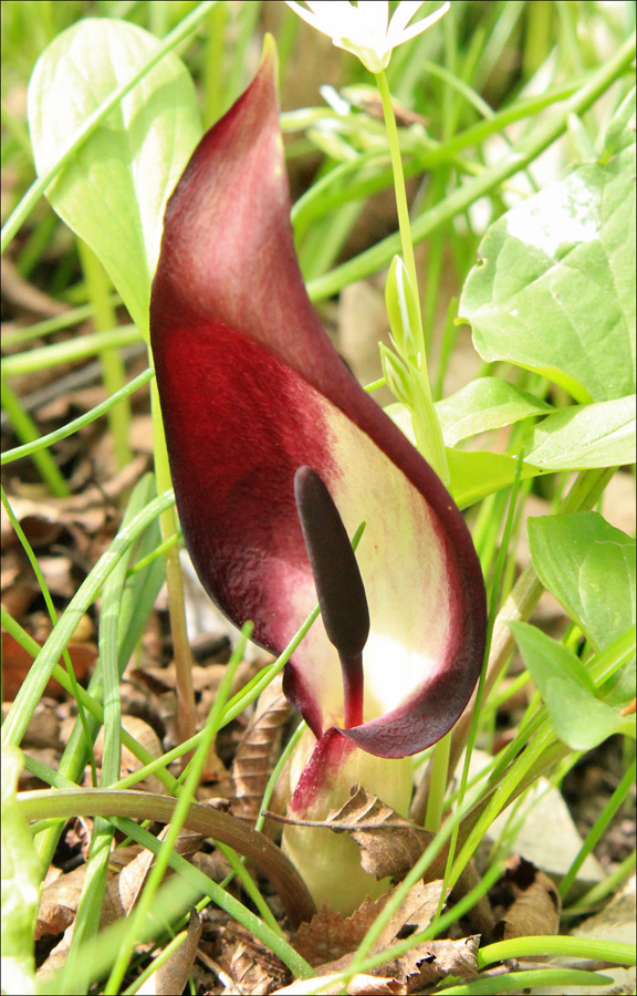 Image of Arum orientale specimen.